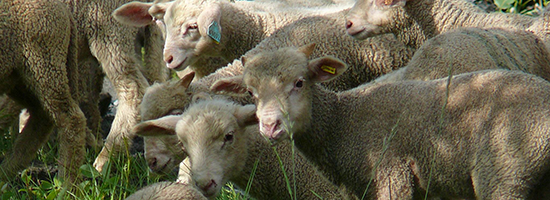 vente d'agneau Arles-foin de Crau Moules-vente a la ferme Arles-location de gite Camargue-elevage de brebis dans la Crau-vente de viande d'agneau Alpilles