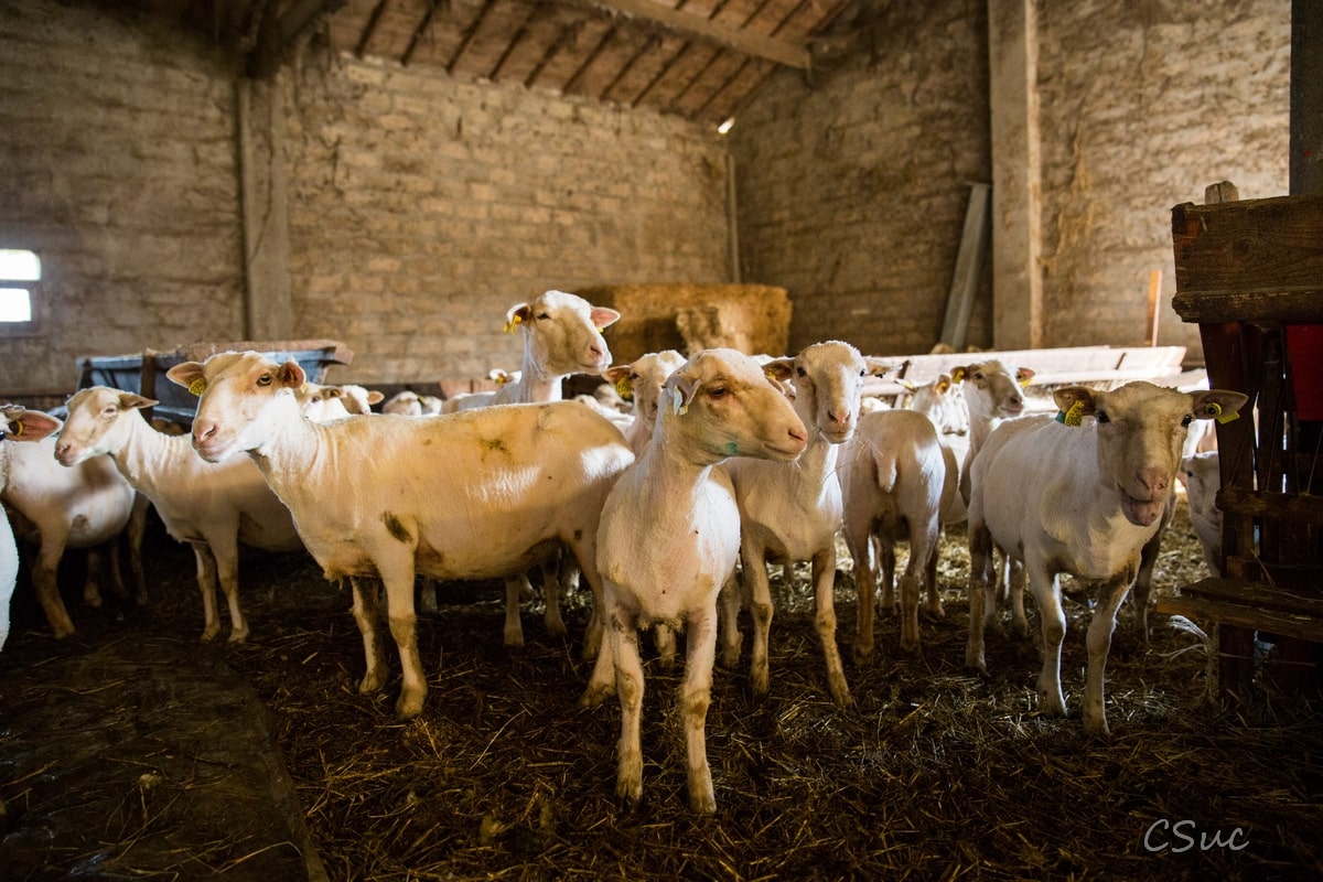 tonte des brebis Arles-vente d'agneau Arles-foin de Crau Moules-vente a la ferme Arles-location de gite Camargue-elevage de brebis dans la Crau-vente de viande d'agneau Alpilles