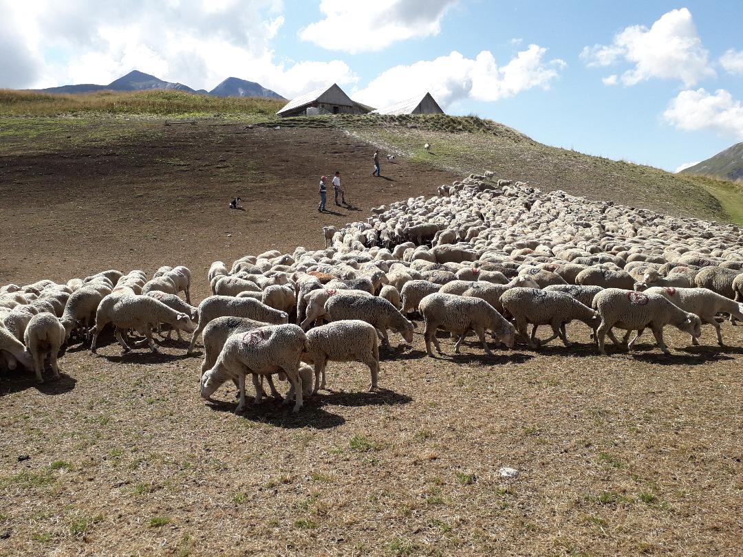 transhumance des brebis La Crau-vente d'agneau Arles-foin de Crau Moules-vente a la ferme Arles-location de gite Camargue-elevage de brebis dans la Crau-vente de viande d'agneau Alpilles